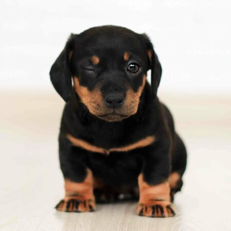 black and tan puppy winking while sitting on the floor