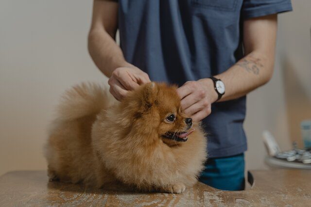 Brown Pomeranian