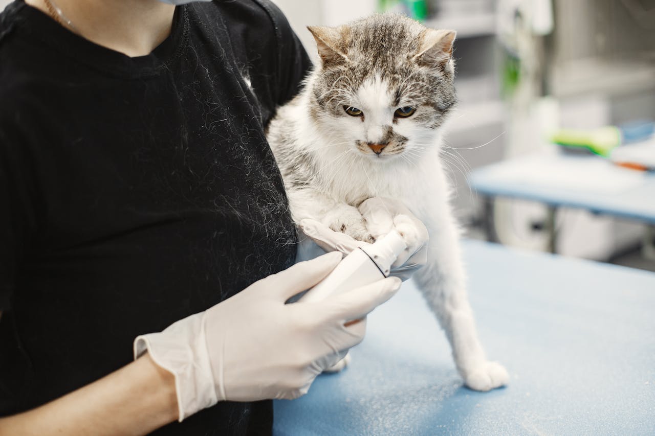 cat receiving a paw treatment