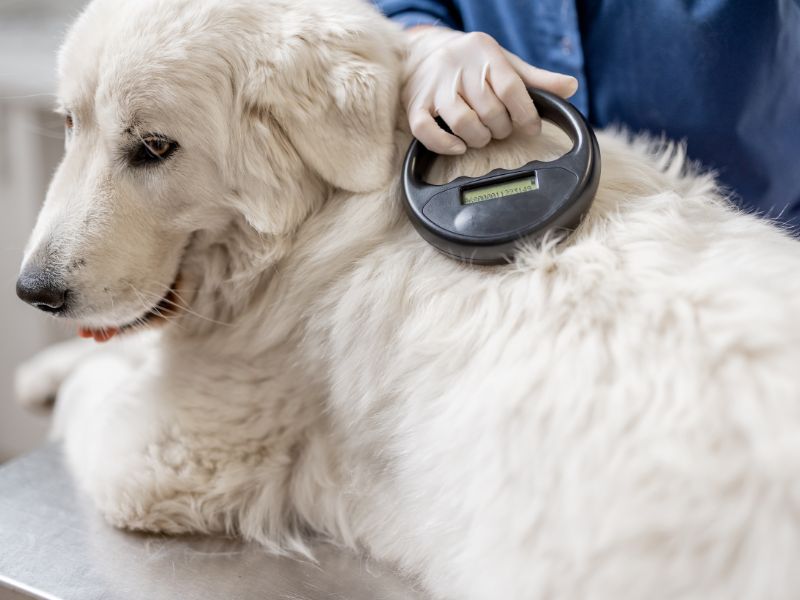 Dog Care