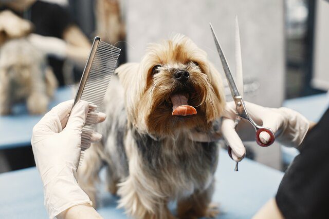 Dog Grooming