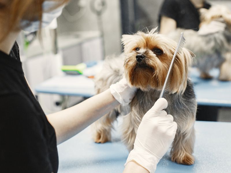Dog Care