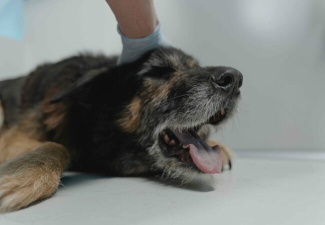 Close-up view of a dog lying in a veterinary or medical setting