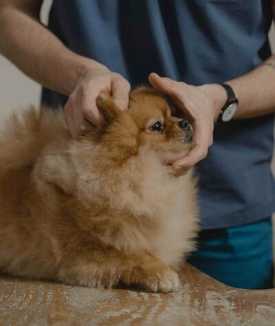 a fluffy Pomeranian dog being gently handled by a person