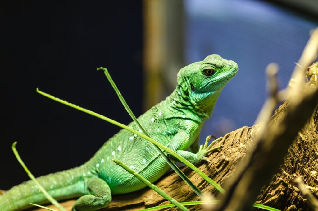 green-lizard Dog Care