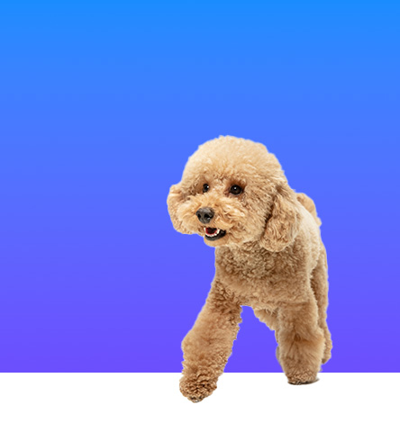Dog Services