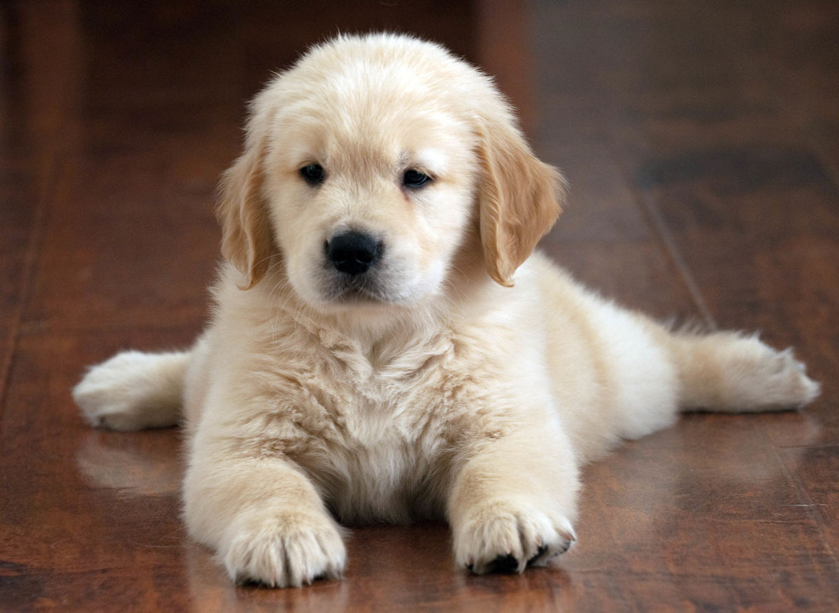 Dog Care