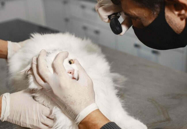 veterinarian examining a white fluffy cat's eye