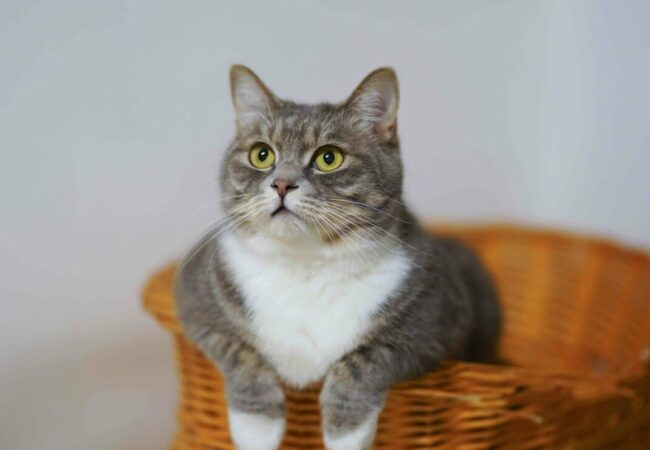 Grey and white cat sitting in a wicker basket