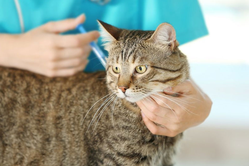 Cat Vaccinations