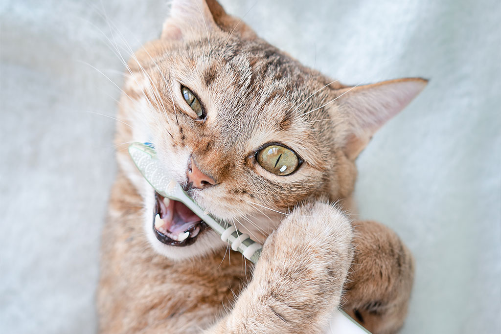 Cat with a toothbrush