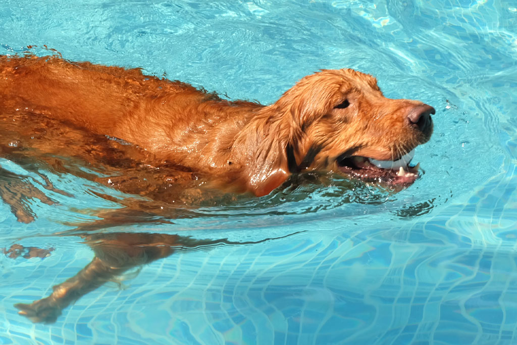 Aqua Therapy