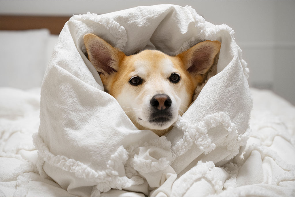 Dog Care