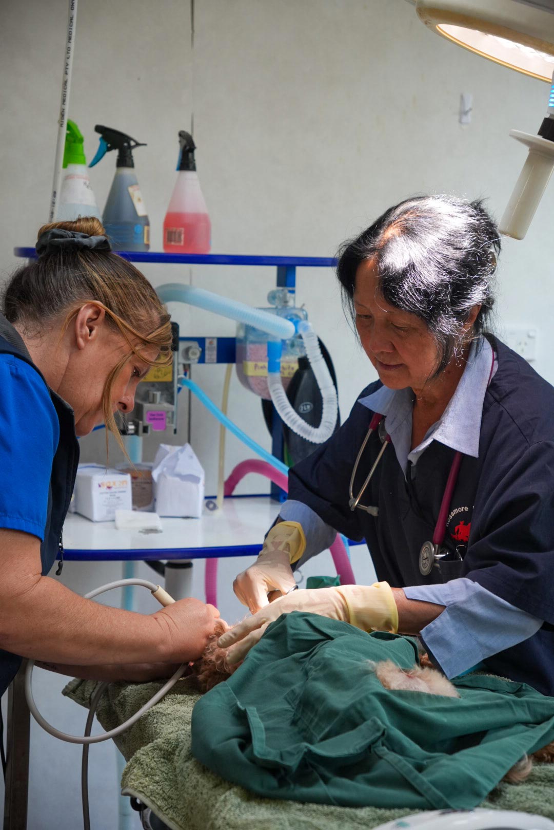 vets-working The Rossmore Vet Team