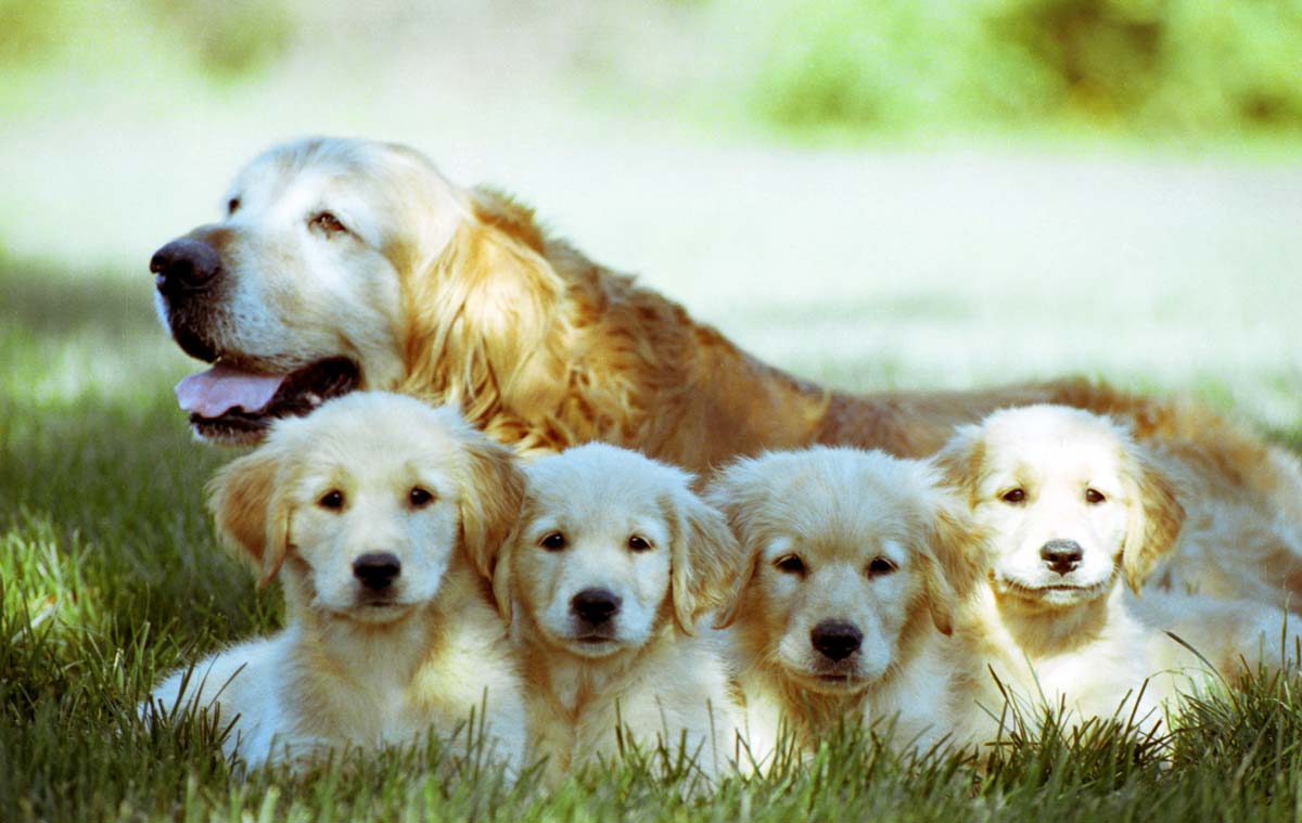 golden retriever with four puppies