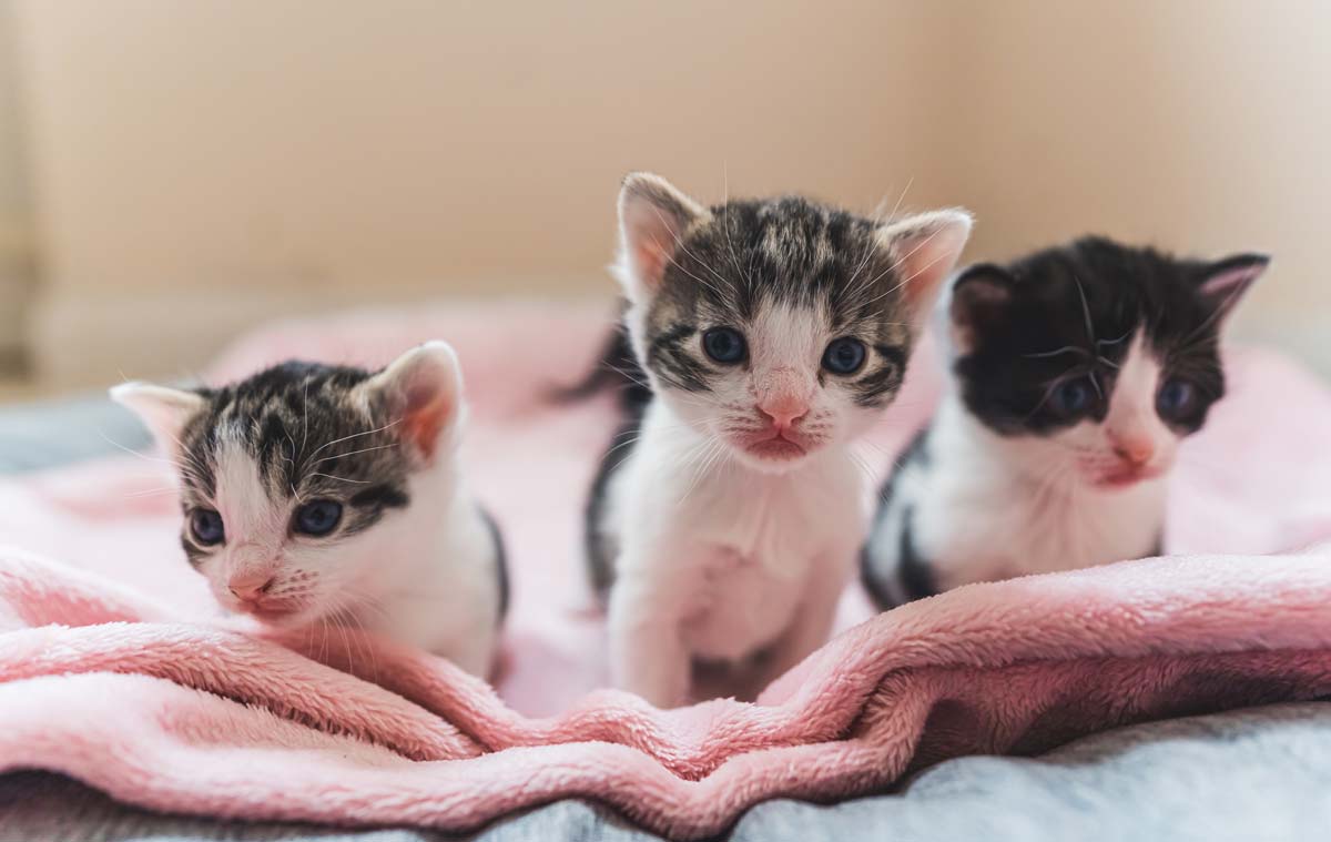 Three Kittens