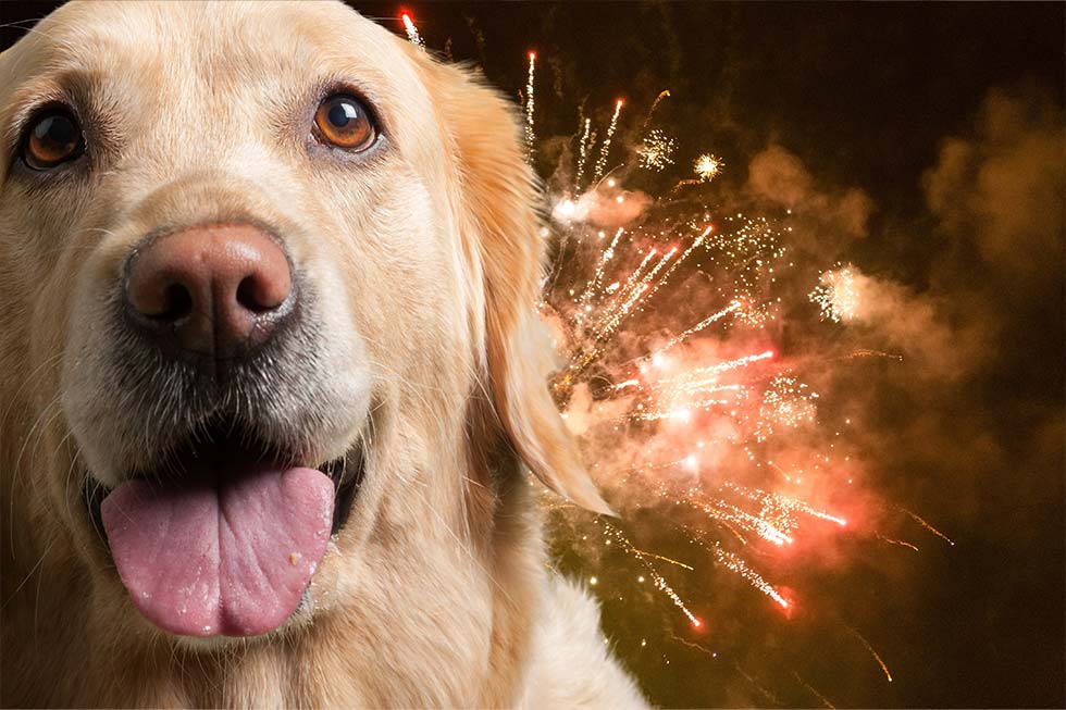 Dog scared of fireworks