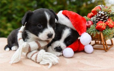 How to Raise a Puppy Given as a Christmas Gift: A Responsible Guide