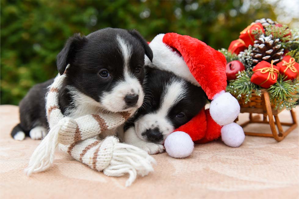 2 puppies at Christmas