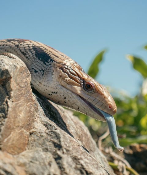 What to Do If Your Dog Bites a Blue-Tongue Lizard | Rossmore Vets