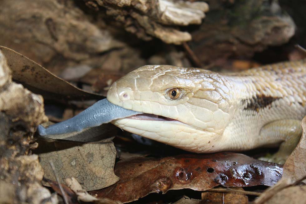 Blue Tongue Lizard