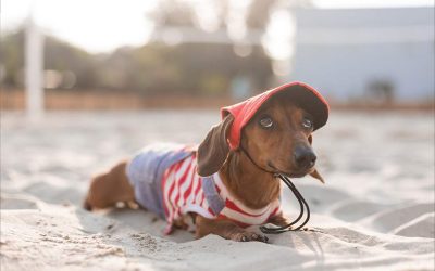Keeping Your Dog Safe During Extreme Summer Heat in NSW