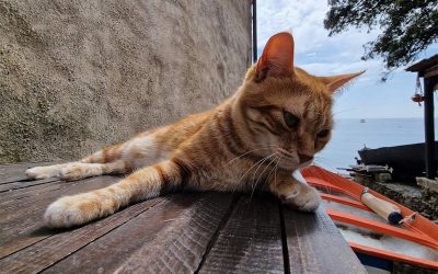 Why Cats Drink Less Water in Summer (And How to Prevent Dehydration)