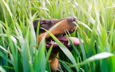 Snakes, Spiders and Pets: Summer Risks for NSW Backyards