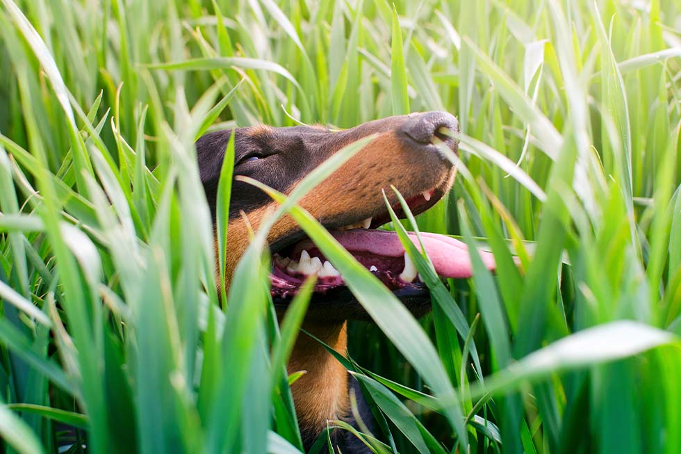 Dog in long grass