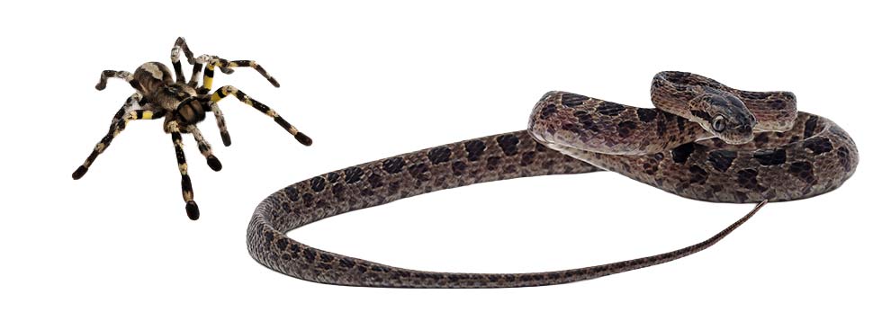 35-spider-snake Cool Cat