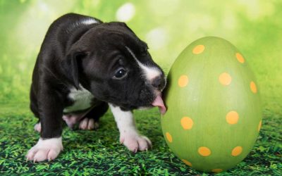 Why Dogs Can’t Eat Chocolate (and What to Do If They Do)