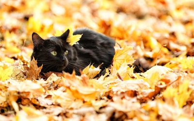 Pet Health Problems in Autumn & How to Prevent Them