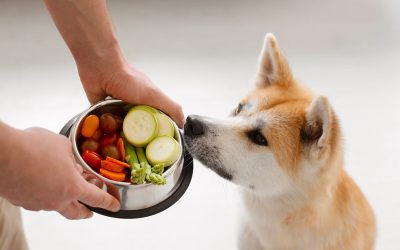 12 Homemade Dog Food Recipes Vet Approved