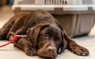10 Warning Signs of Kidney Failure in Dogs to Watch For