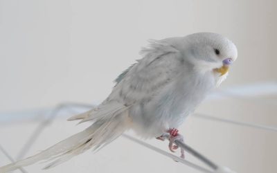 Why Is My Bird Puffing Up Its Feathers in Winter? Is It Sick or Just Cold?