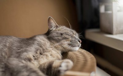 Lethargic Cat This Winter? Don’t Mistake It for Laziness