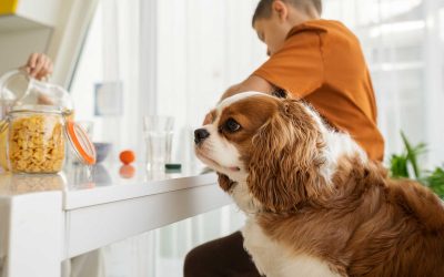 Everyday Household Items That Are Toxic to Pets