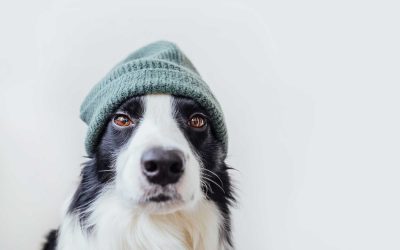 7 Winter Hygiene Mistakes Dog Owners Make (And How to Avoid Them)