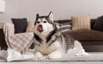 Overweight Dog? Signs and Symptoms of Diabetes to Watch For
