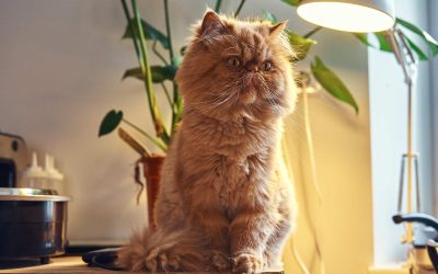 Paralysis Tick Season in NSW: Protect Your Pets This Spring