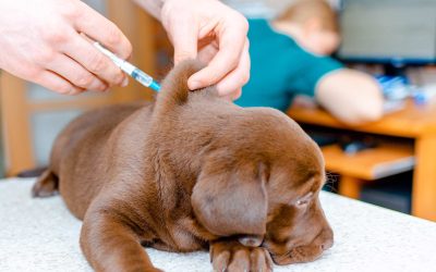 Protect Your Puppy from Kennel Cough with Early Vaccinations