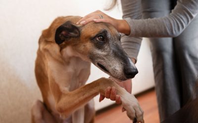 Pet Emergency: What to Do If Your Dog Is Injured in an Accident