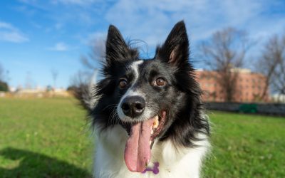 Is Your Dog Too Hot? Warning Signs of Dangerous Heatstroke