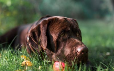 Could a Grass Seed Cause Your Dog to Limp or Shake Its Head?