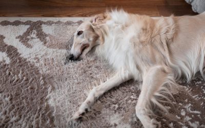 Dog or Cat Having a Seizure? What to Do and When to Worry